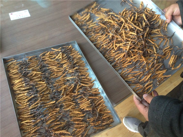 冷凍干燥機在醫(yī)藥工業(yè)上的應(yīng)用廣泛